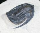 Cornuproetus Trilobite - Detailed Shell #10649-3